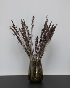 Havre Avena - Tørrede blomster - Billede 3