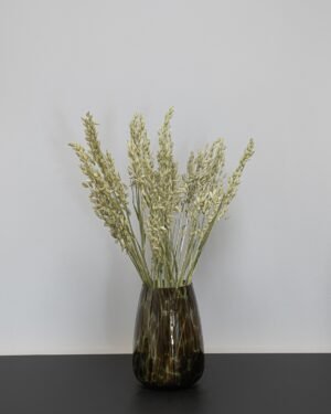 Havre Avena - Tørrede blomster - Billede 4