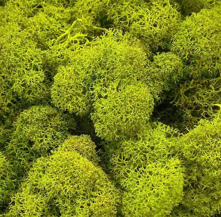 Introduktion til konserverede planter og blomster: Skønhed der varer ved