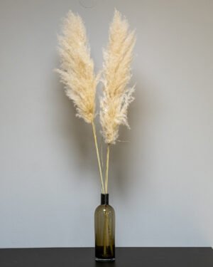 Fluffy Pampasgræs Super – Imponerende Evighedsgræs (110–120 cm) - 3st - Billede 4