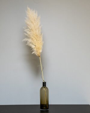 Fluffy Pampasgræs Super – Imponerende Evighedsgræs (110–120 cm) - 3st - Billede 3