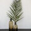 Phoenix Palm