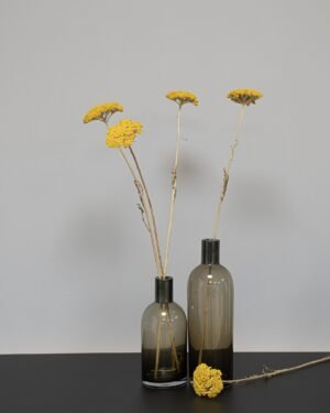 Achillea, røllike-slægten Naturlig - Tørrede blomster - Billede 3
