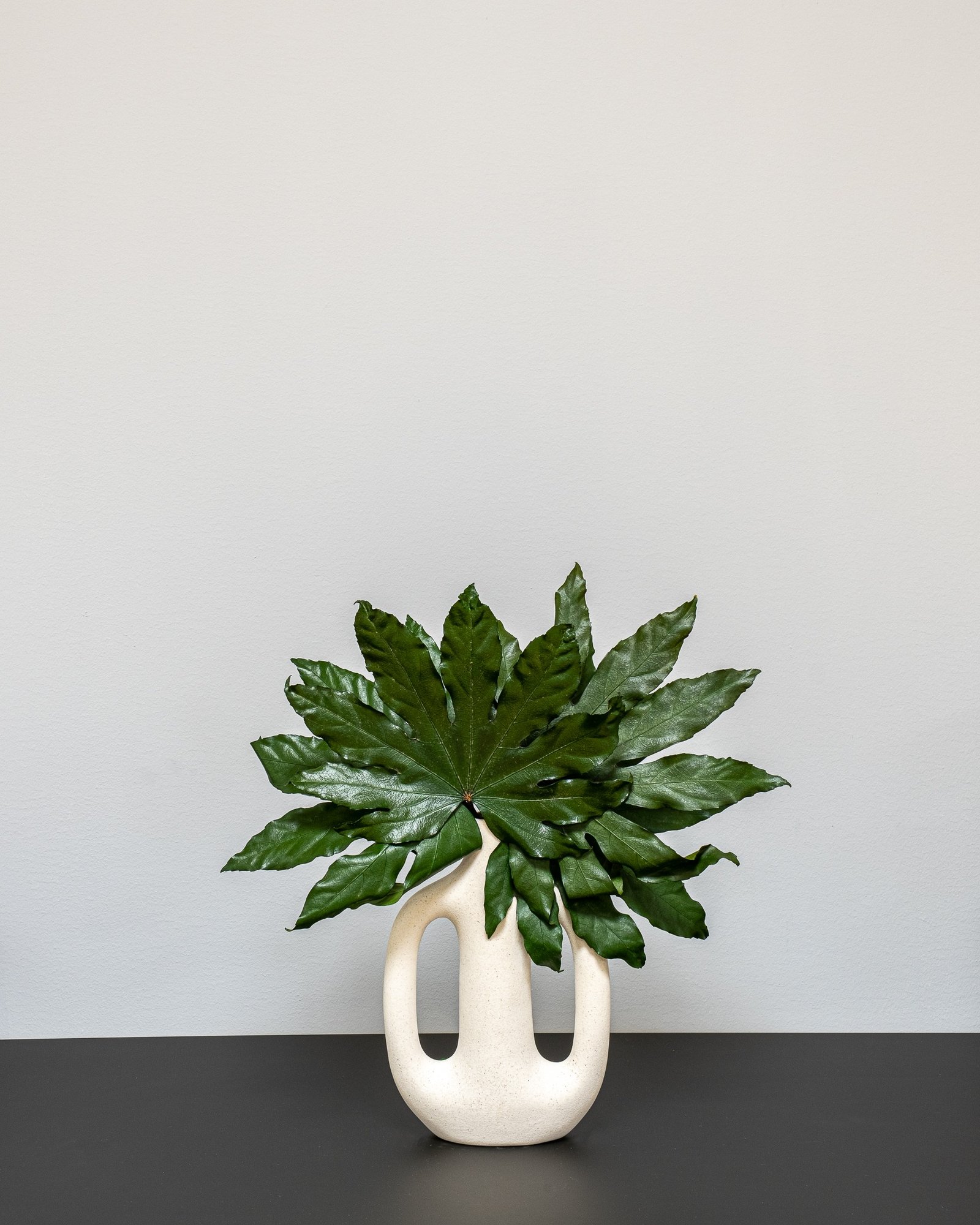 Konserverede Aralia 1 Aralia