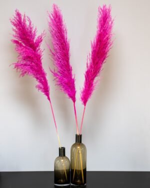 Fluffy Pampasgræs Super – Imponerende Evighedsgræs (110–120 cm) - 3st - Billede 7