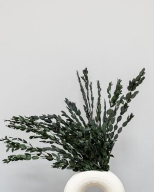 Eksklusiv Konserveret Eucalyptus Parvifolia – Naturtro Evighedsgrønt (50 cm) - Billede 2