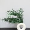 Konserverad Eucalyptus Nicoli