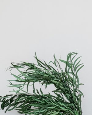 Exklusiv Konserverad Eucalyptus Nicoli – Naturtrogen Evighetsgrönska (50-60 cm) - Billede 3