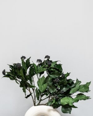 Eksklusiv Konserveret Efeu (Murreva Ivy) – Naturtro Evighedsgrønt (100g) - Billede 3