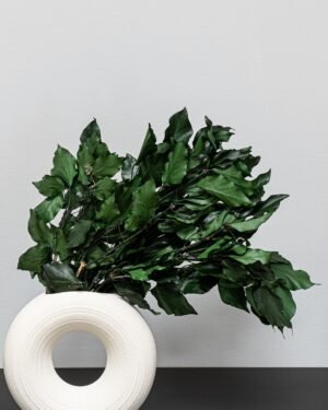 Eksklusiv Konserveret Efeu (Murreva Ivy) – Naturtro Evighedsgrønt (100g) - Billede 2