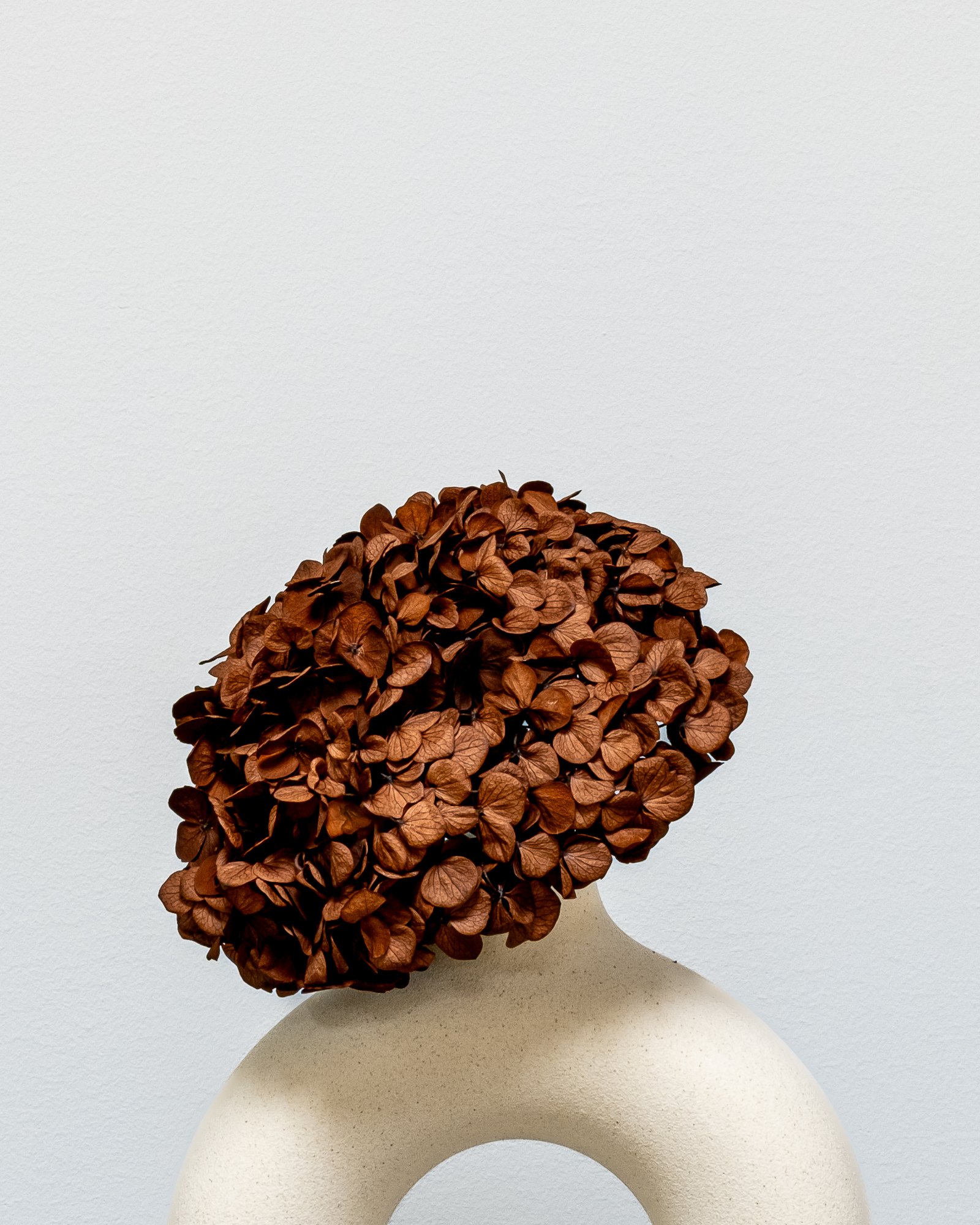 Hortensia