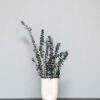 Konserveret Eucalyptus Baby Blue