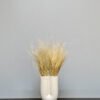 Fjergræs - Stipa Pennata Naturlig - Tørrede blomster 22 Fjergræs