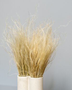 Fjergræs - Stipa Pennata Naturlig - Tørrede blomster 4 Fjergræs - Stipa Pennata Naturlig - Tørrede blomster - Billede 2