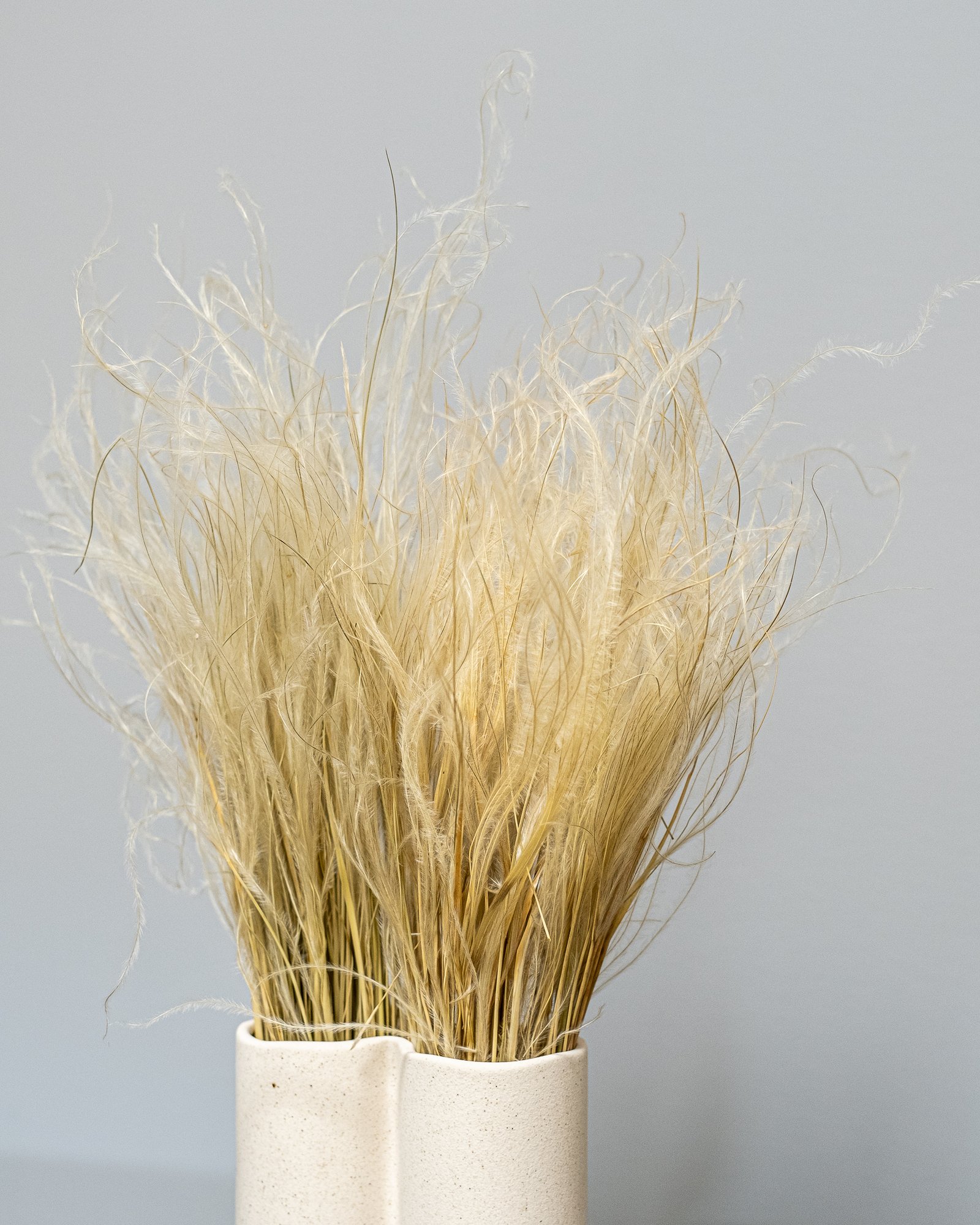 Fjergræs - Stipa Pennata Naturlig - Tørrede blomster 2 Fjergræs - Stipa Pennata Naturlig - Tørrede blomster - Billede 2