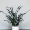 Konserveret Eucalyptus Baby Blue Potteplante