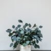 Konserveret Eucalyptus Populus Potteplante