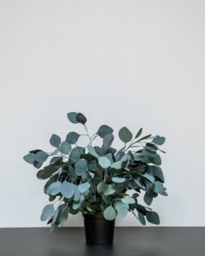 Eksklusiv Konserveret Eucalyptus Populus Potteplante – Naturtro Skønhed (70 cm) - Billede 7