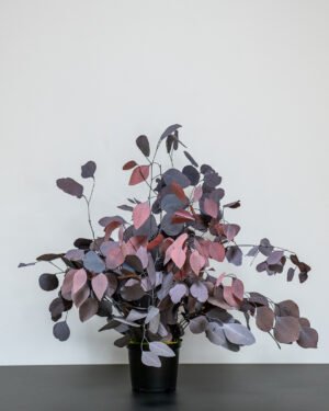 Eksklusiv Konserveret Eucalyptus Populus Potteplante – Naturtro Skønhed (70 cm) - Billede 6