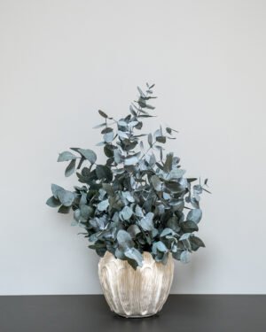 Eksklusiv Konserveret Eucalyptus Cinerea Potteplante – Naturtro (60/80 cm) - Billede 4