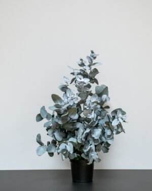 Eksklusiv Konserveret Eucalyptus Cinerea Potteplante – Naturtro (60/80 cm) - Billede 7