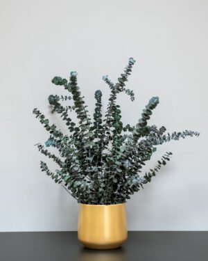 Eksklusiv Konserveret Eucalyptus Baby Blue Potteplante – Naturtro Design (60/80 cm) - Billede 3