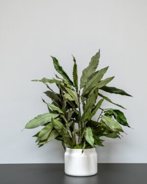 Eksklusiv Konserveret Kastanje Potteplante – Naturtro Evighedsgrønt (60/80 cm) - Billede 3