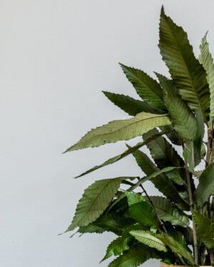 Eksklusiv Konserveret Kastanje Potteplante – Naturtro Evighedsgrønt (60/80 cm) - Billede 2