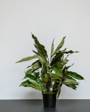 Eksklusiv Konserveret Kastanje Potteplante – Naturtro Evighedsgrønt (60/80 cm) - Billede 4