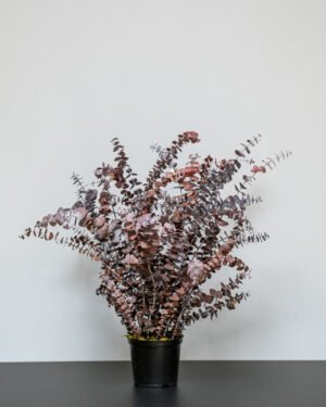 Eksklusiv Konserveret Eucalyptus Baby Blue Potteplante – Naturtro Design (60/80 cm) - Billede 6