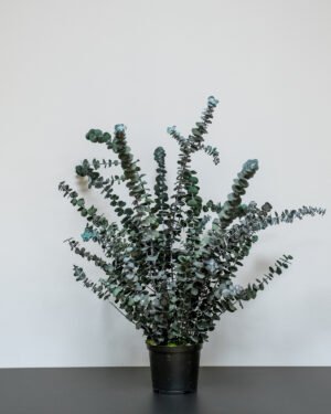 Eksklusiv Konserveret Eucalyptus Baby Blue Potteplante – Naturtro Design (60/80 cm) - Billede 5
