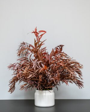 Eksklusiv Konserveret Eucalyptus Nicoli Potteplante – Naturtro Design (60/80 cm) - Billede 3