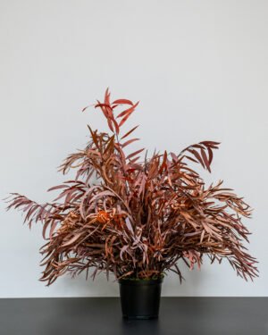 Eksklusiv Konserveret Eucalyptus Nicoli Potteplante – Naturtro Design (60/80 cm) - Billede 7
