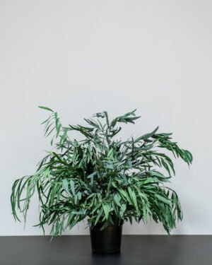 Eksklusiv Konserveret Eucalyptus Nicoli Potteplante – Naturtro Design (60/80 cm) - Billede 6