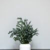 Konserveret Parvifolia