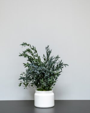 Eksklusiv Konserveret Parvifolia – Vedligeholdelsesfri Evighedsplante (60/80 cm) - Billede 5
