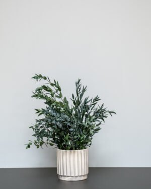 Eksklusiv Konserveret Parvifolia – Vedligeholdelsesfri Evighedsplante (60/80 cm) - Billede 4