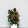 Konserveret Ivy Ruberia