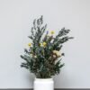 Vedligeholdelsesfri Potteplante