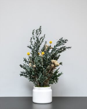 Vedligeholdelsesfri Potteplante