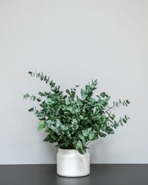 Vedligeholdelsesfri Eucalyptus Stuartiana i Kruke - Billede 4