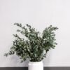Potteplante Konserveret Gunny