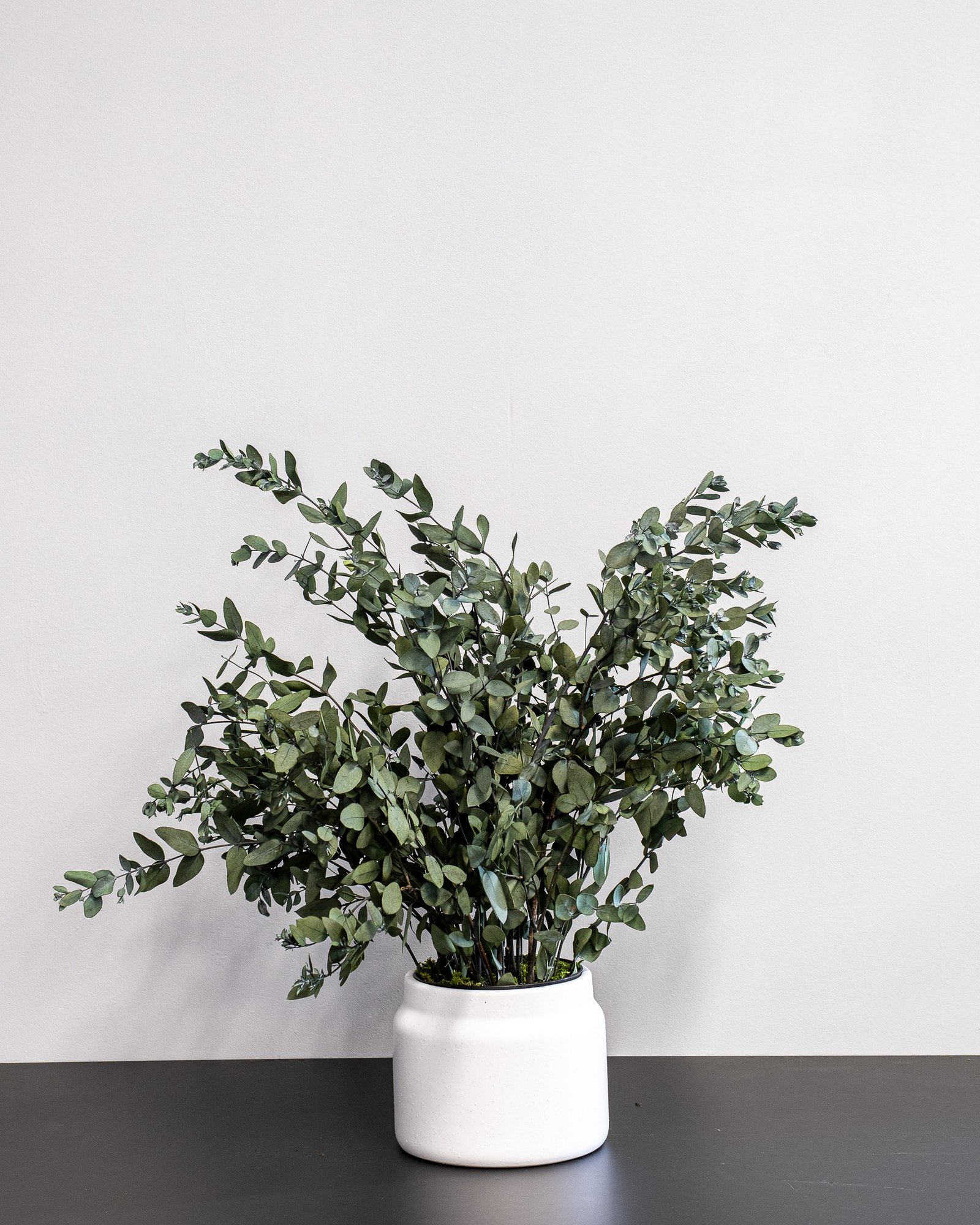 Potteplante Konserveret Gunny 1 Potteplante Konserveret Gunny