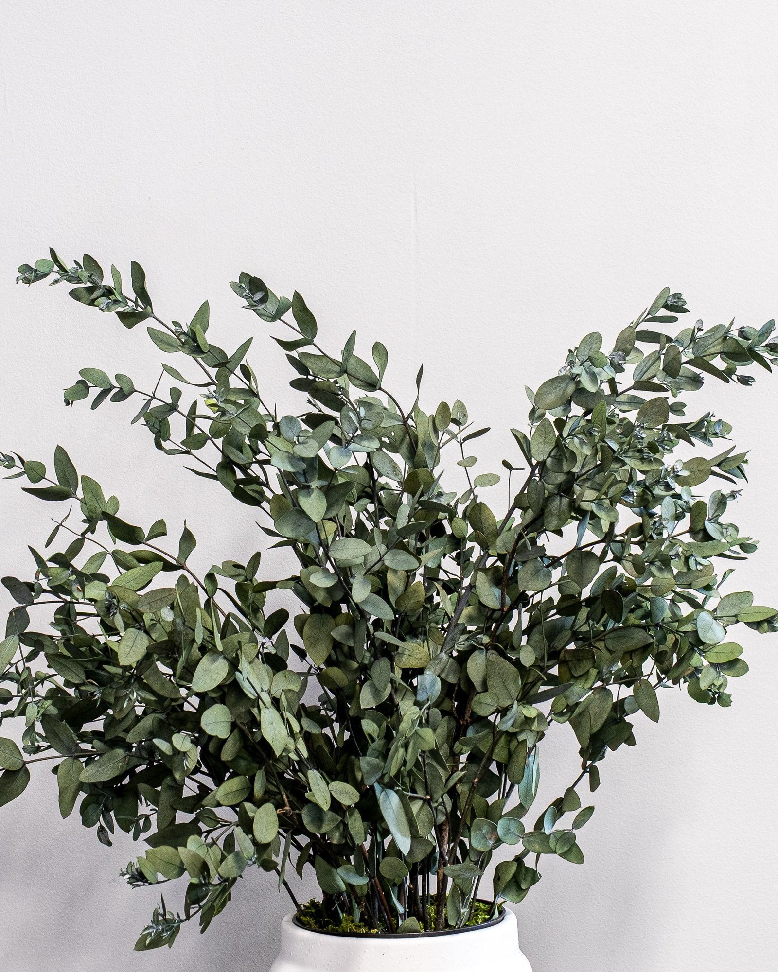 Potteplante Konserveret Gunny 2 Potteplante Konserveret Gunny - Billede 2