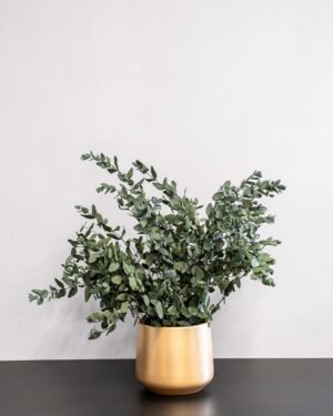 Potteplante Konserveret Gunny 7 Potteplante Konserveret Gunny - Billede 3