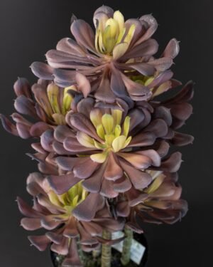 Eksklusiv Kunstig Lotus Plante i Lilla Melaminpotte – Naturtro (53 cm) 5 Eksklusiv Kunstig Lotus Plante i Lilla Melaminpotte – Naturtro (53 cm) - Billede 3