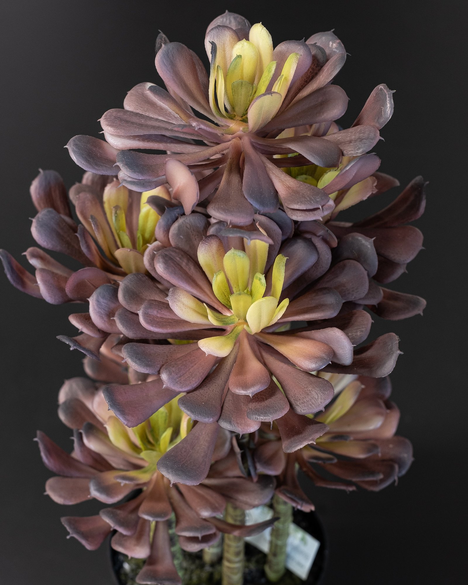 Eksklusiv Kunstig Lotus Plante i Lilla Melaminpotte – Naturtro (53 cm) 3 Eksklusiv Kunstig Lotus Plante i Lilla Melaminpotte – Naturtro (53 cm) - Billede 3