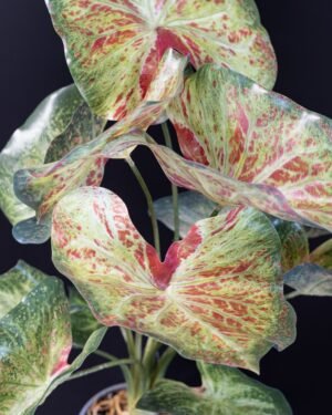 Eksklusiv Kunstig Caladium i Potte – Naturtro Design (60 cm) - Billede 5