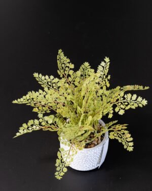 Moderne Kunstig Bregne i Cementpotte – Naturtro & Vedligeholdelsesfri (37 cm) - Billede 3