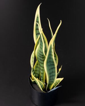 Eksklusiv Kunstig Sansevieria i Melaminpotte – Naturtro Design (50 cm) - Billede 4